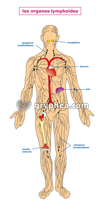 Immunologie - Les organes lymphoïdes - gryphea.org